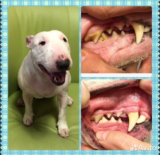 Ультразвуковая чистка зубов собакам без наркоза