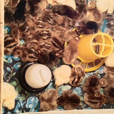 Цыплята суточные несушки