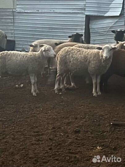 Бараны на племя