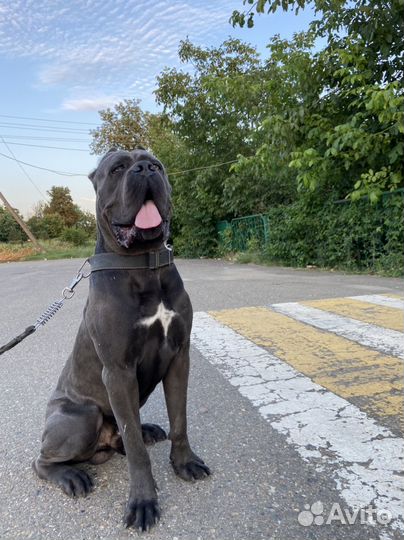 Кобель вязка кане корсо