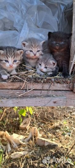 Котята в добрые руки бесплатно