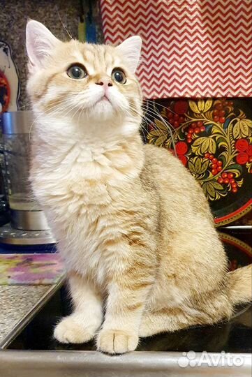 Британские котята, золотая шиншилла, котик