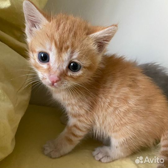Рыжий котенок мальчик
