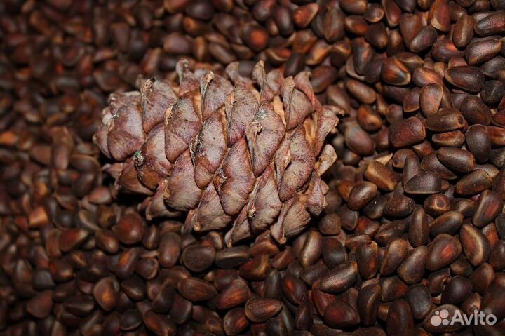 Орех кедровый