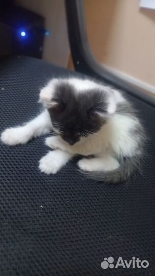 Котята отдам бесплатно
