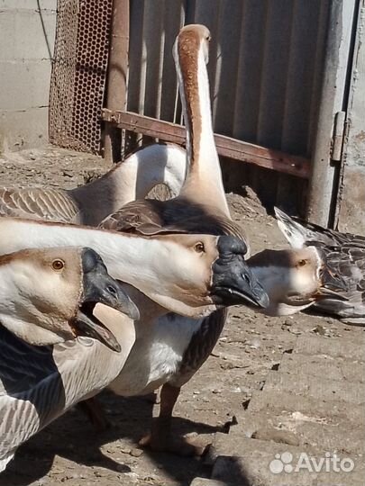 Гуси Большая львиная голова