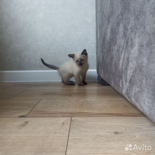 Отдаём котёнка в добрые руки