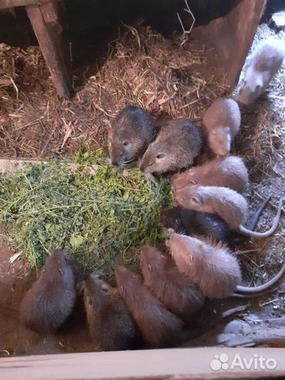 Продаются нутрии