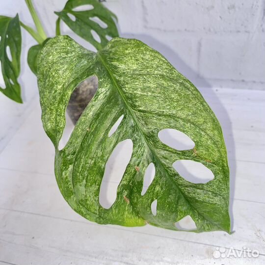 Монстера адансона минт