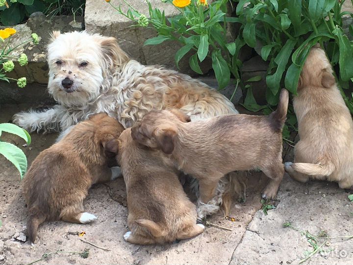 Йоркширский терьер
