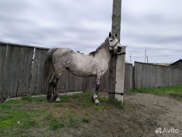Лошадь кобыла