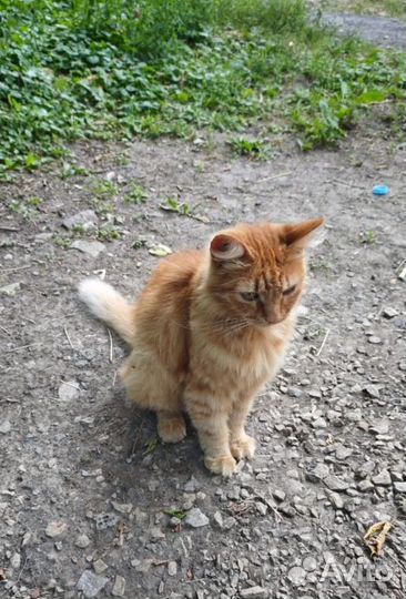 Котята в добрые руки бесплатно мальчик