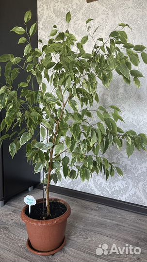 Фикус бенджамина большой