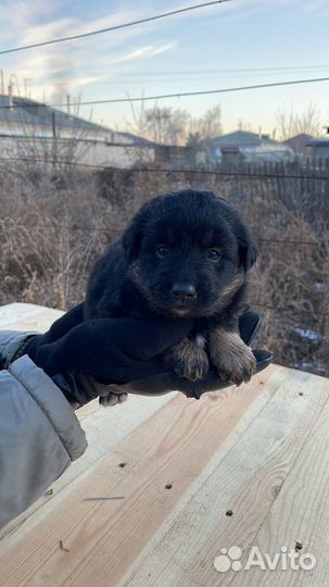 Отдам в добрые руки