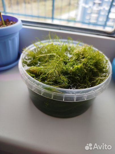 Водоросли для аквариума