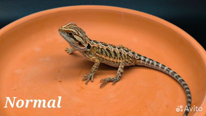 Бородатая агама