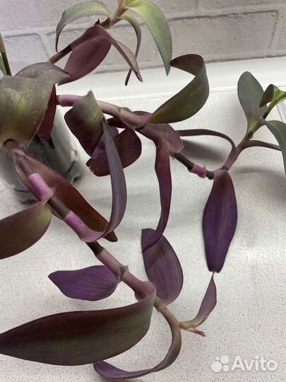 Цветы комнатные