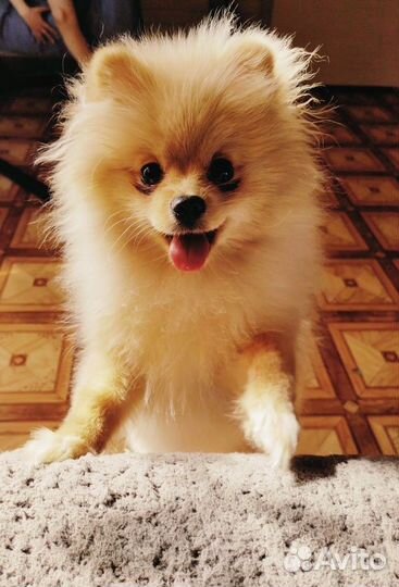 Померанский шпиц медвежьего типа девочка