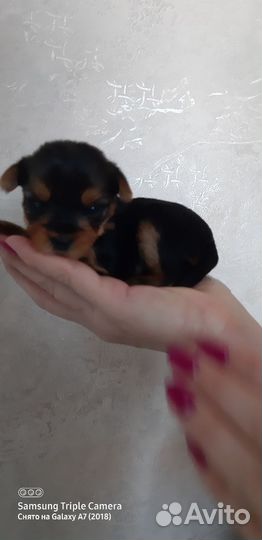 Йоркширский терьер