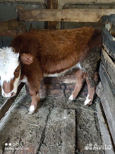 Продам телку
