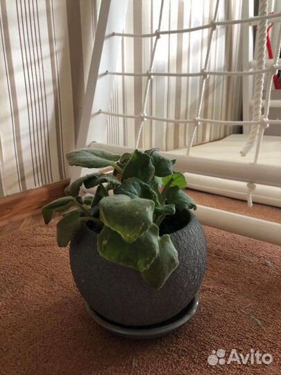 4 цветка,спатифиллум,фиалка и другие