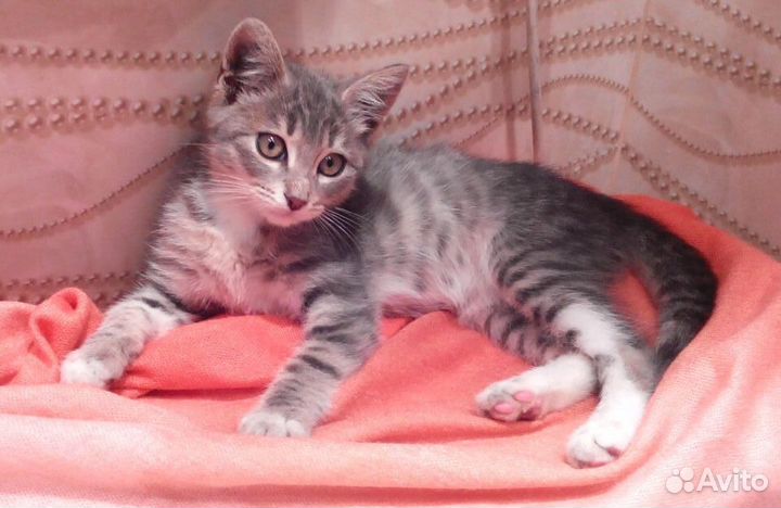 Снежинка-ласковая серая девочка 2,5мес в дар