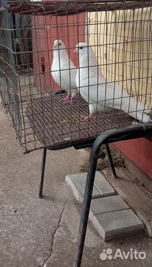 Продам голубей