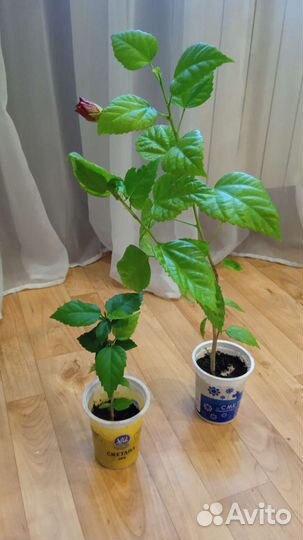 Гибискус махровый, мята, алоэ, золотой ус и др