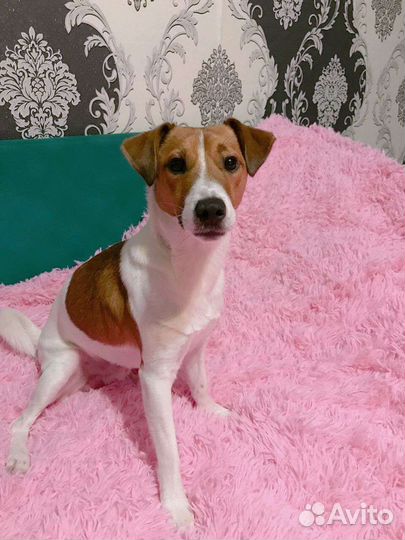 Вязка джек Рассел терьер