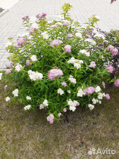Спирея японская кустарник