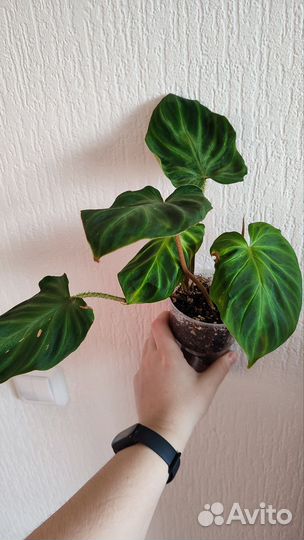 Филодендроны, ч. 1