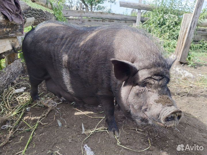 Вьетнамск вислобрюхий поросенок