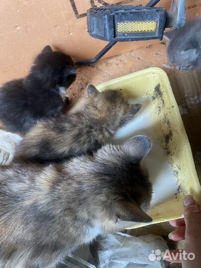 Отдам котят в добрые руки