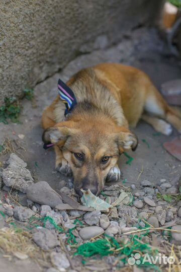 Собака из приюта ищет дом
