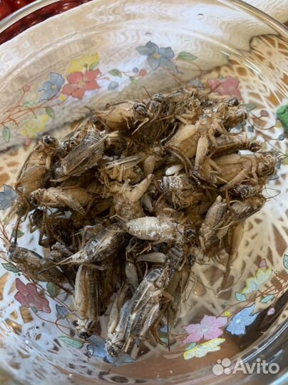 Сверчки, тараканы и черви (заморозка)