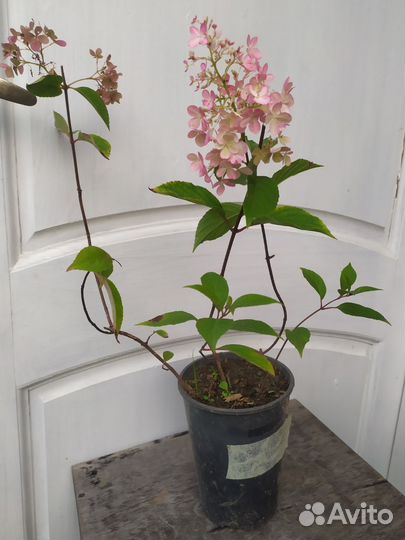 Гортензия метельчатая