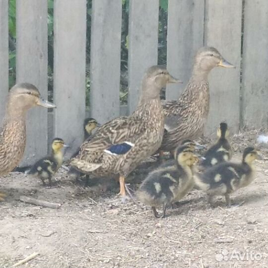 Селезень для подсадных уток