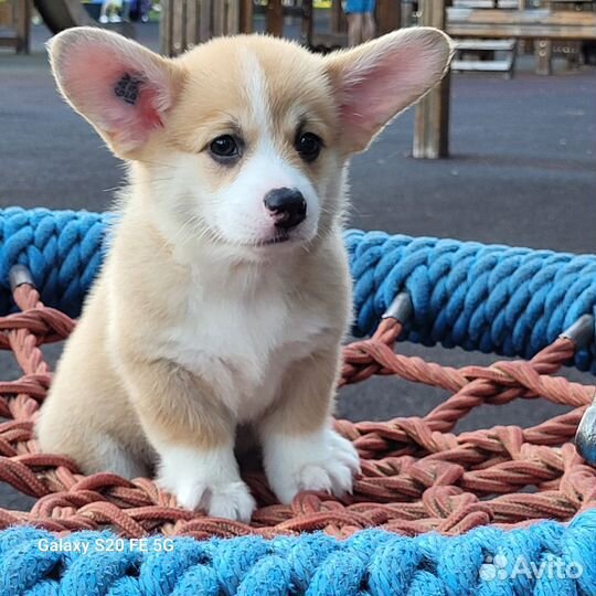 Вельш-корги пемброк