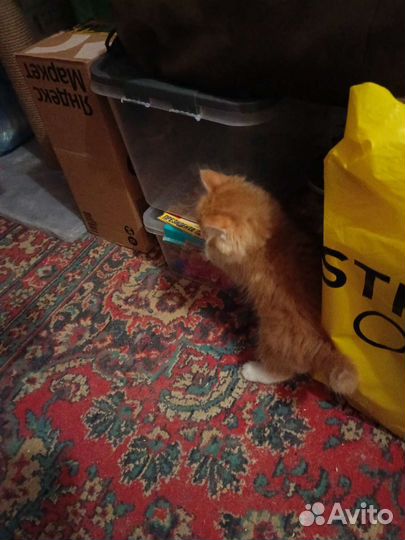 Котёнок Курильский Бобтейл