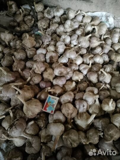 Чеснок посадочный материал с доставкой