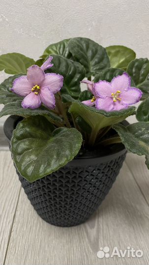 Фиалка бархатная