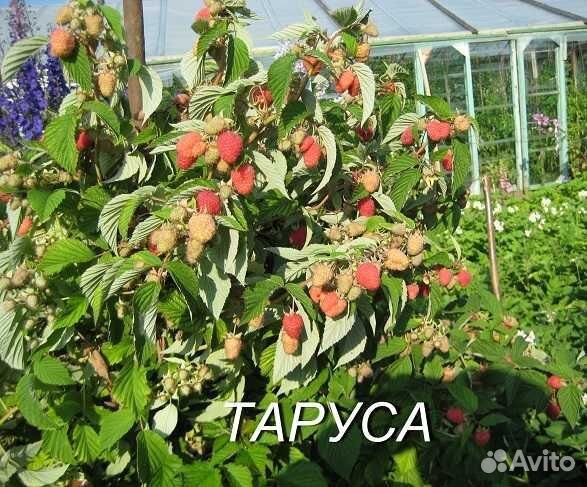 Малиновое дерево таруса