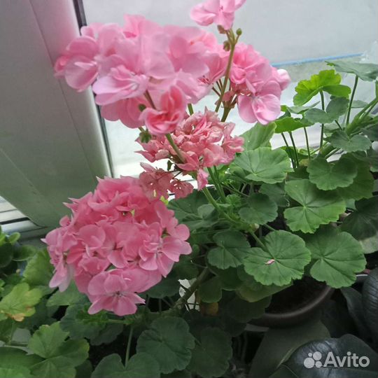 Герань пеларгония