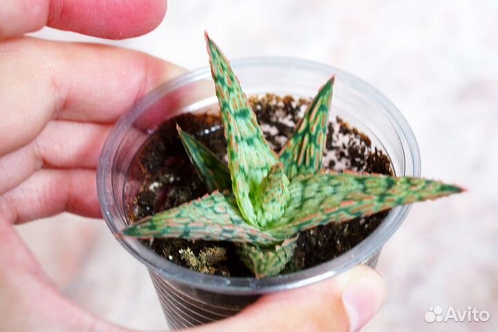 Суккуленты