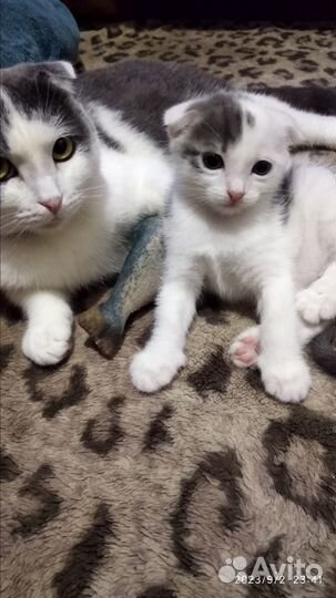 Котенок вислоухий
