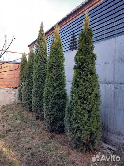 Туя смарагд