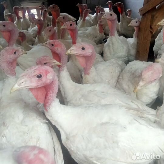 Индюшата подрощенные