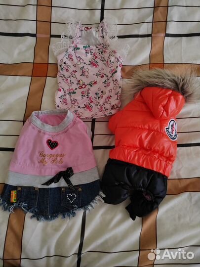 Одежда для маленькой собачки