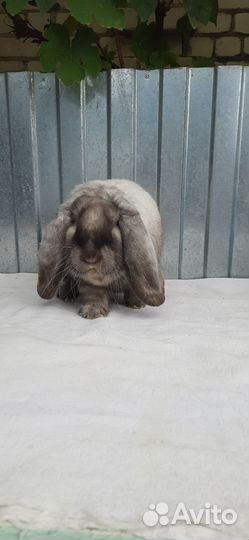 Кролик породы баран