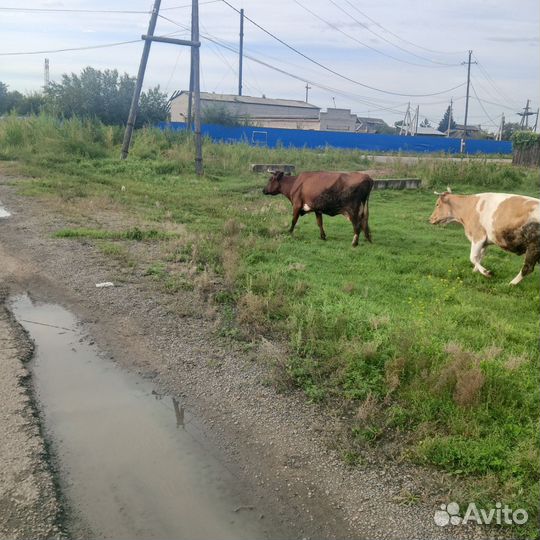 Корова высокоудойная